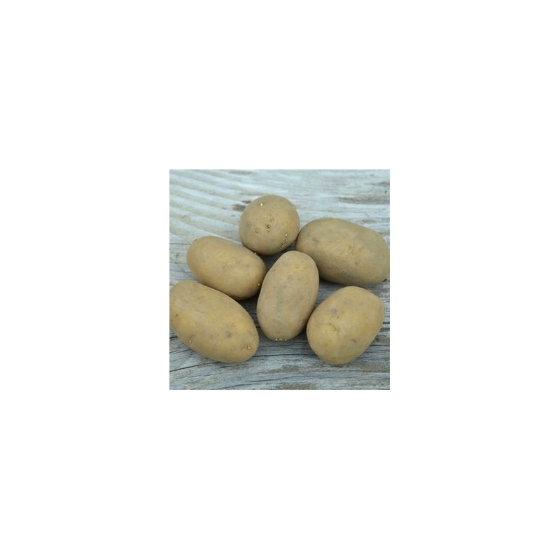 Pomme de terre Colomba 10kg