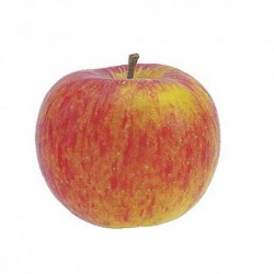 Pomme Rubinette