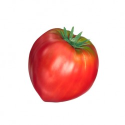 Tomate rose de berne Bio